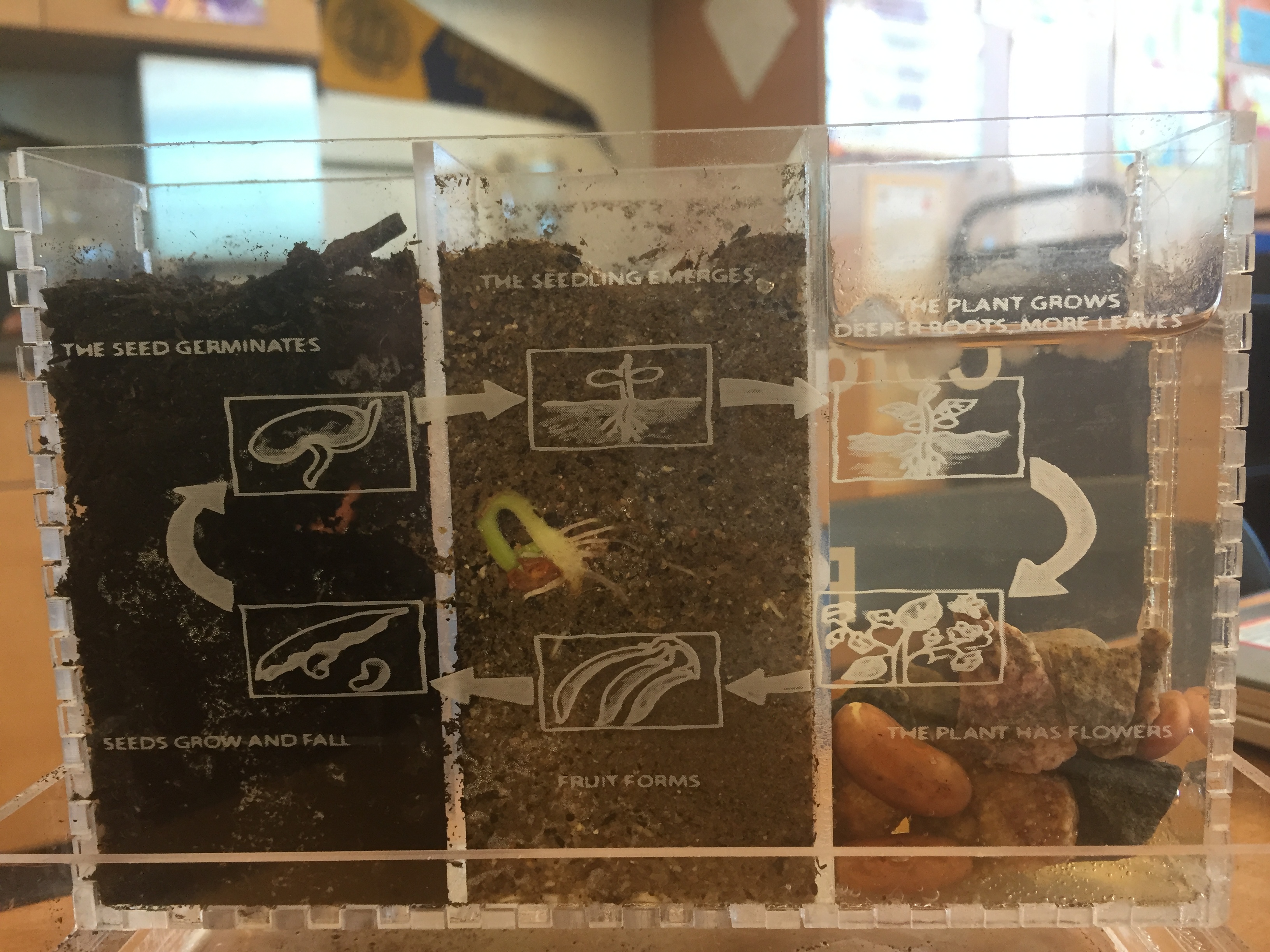 SeedsGrowing 